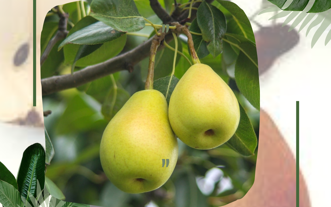 Ansault Pears: A Delicious and Nutritious Fruit for the UK